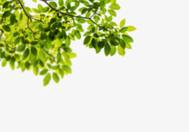 彩色绿色春天绿叶免抠