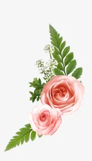 玫瑰情人节小清新粉色玫瑰免抠