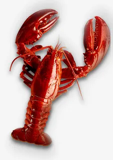 一只大的小龙虾免抠 一只大的小龙虾免抠