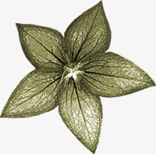 枯草装饰素材免抠