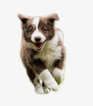 奔跑中的边牧宝宝免抠