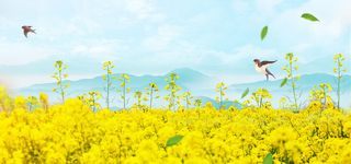 油菜花旅游海报背景高清
