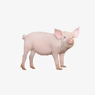 小母猪图片免抠