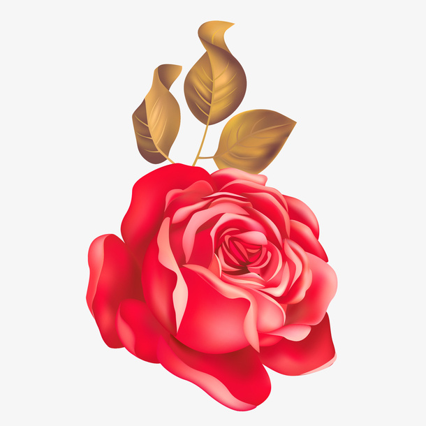 花朵 png 透明 素材 免扣免抠