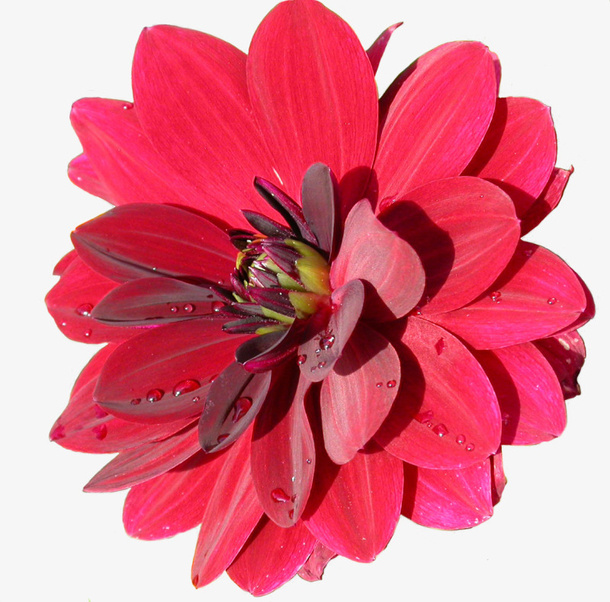花卉画手绘装饰免抠
