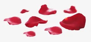 梅树梅花花瓣图片素材免抠