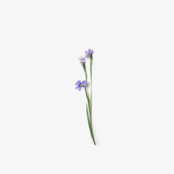 蓝色花朵免抠