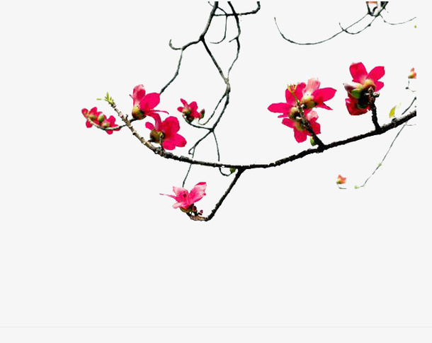 坚强的梅花免抠