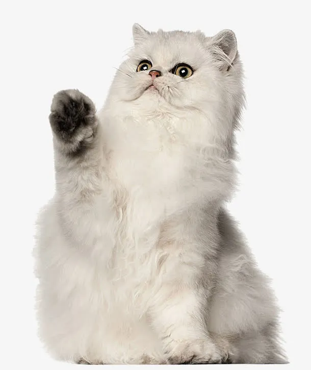 萌宠猫咪免抠