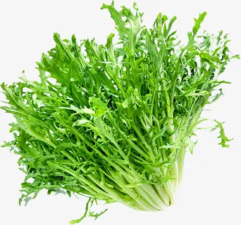 一颗新鲜的苦菊免抠