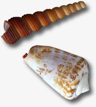 海螺风光卡通夏日免抠