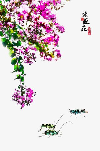 紫红色的紫薇花免抠