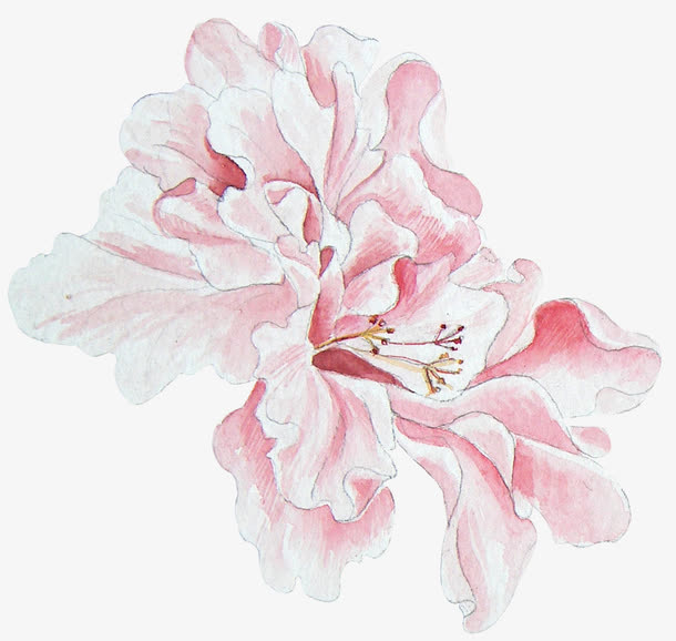 手绘牡丹花免抠