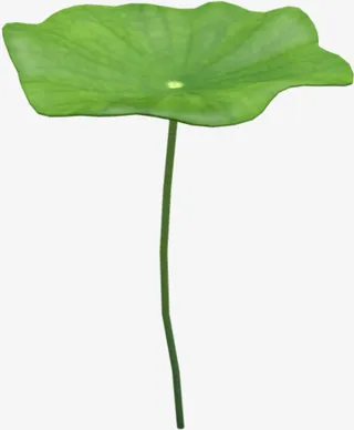 高清矢量手绘荷叶素材免抠