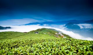 蓝天白云奇景茶园免抠