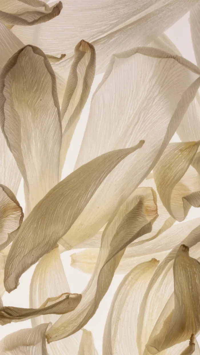 干枯花瓣感H5背景高清