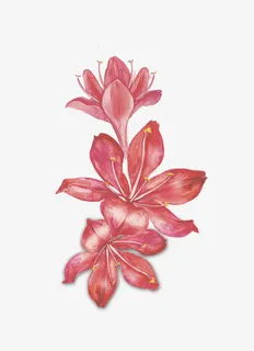 水彩百合花免抠