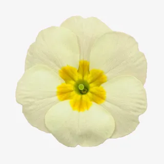 白色六瓣花免抠