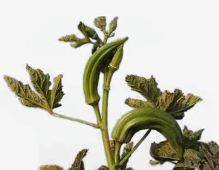 免抠素材秋葵图片免抠