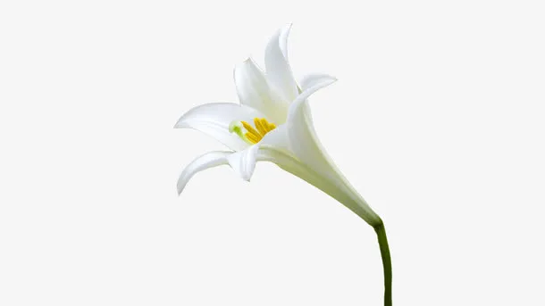 长朵百合花免抠