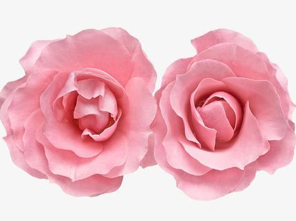 双花免抠 双花免抠