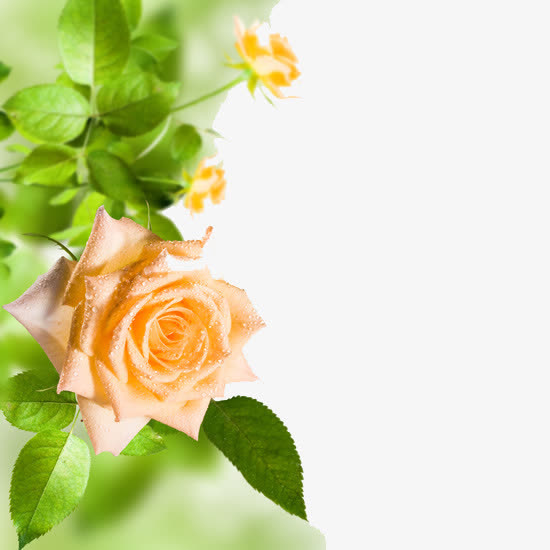 花朵边框免抠