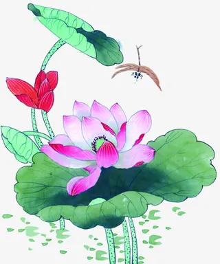 中秋节绿叶粉色荷花免抠