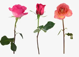 粉色玫瑰花免抠