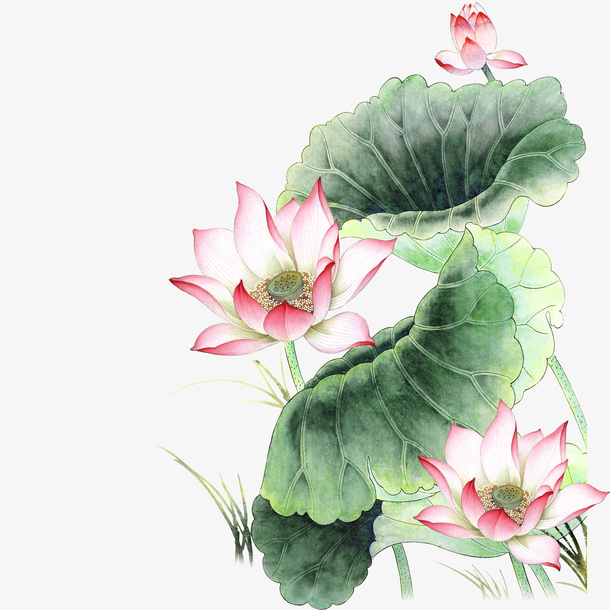 荷花免抠