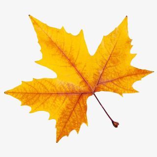 实物枫叶植物免抠