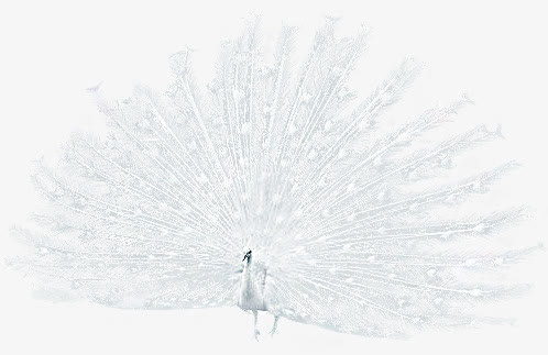白孔雀免抠