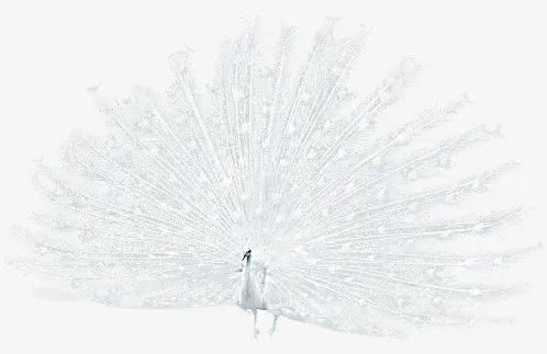 白孔雀免抠