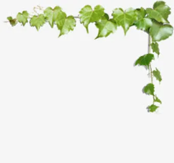 绿色树叶花藤美景边框免抠
