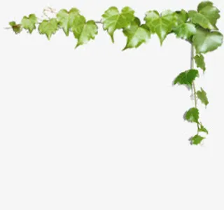 绿色树叶花藤美景边框免抠
