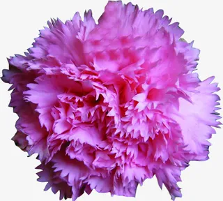 粉色温馨节日康乃馨花朵免抠