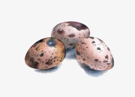 手绘鹌鹑蛋免抠