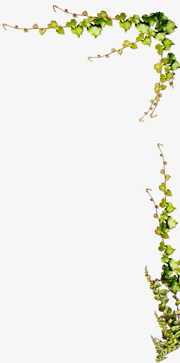 树藤枝叶枝条边框免抠