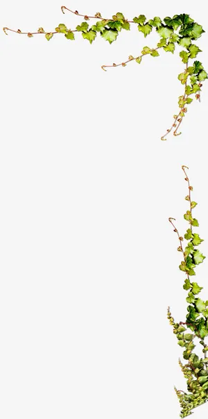 树藤枝叶枝条边框免抠