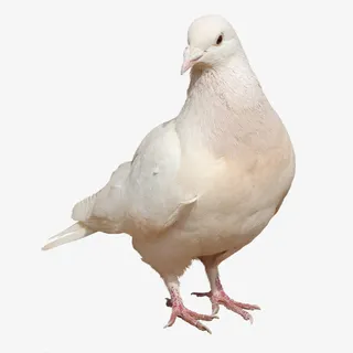 鸽子素材鸽子图片素材 白鸽免抠