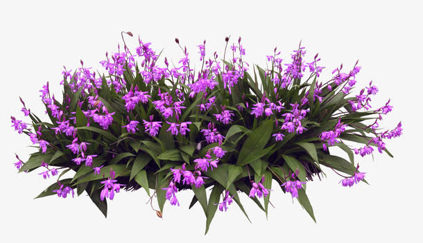 紫色花卉花丛装饰图案免抠