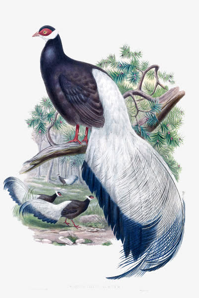 孔雀装饰画免抠