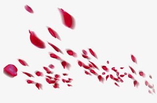 玫瑰飘落免抠
