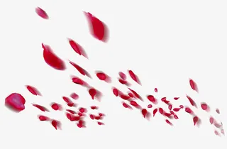 玫瑰飘落免抠