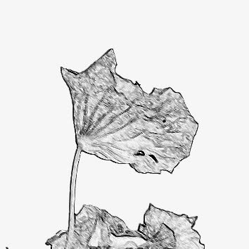 素描手绘荷叶简洁免抠