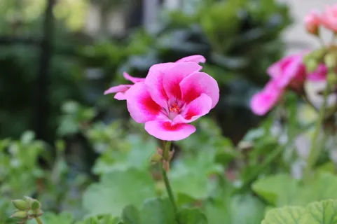 傲立在枝头的红色海棠花蕊高清 傲立在枝头的红色海棠花蕊高清
