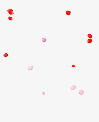 漂浮的深浅玫瑰花瓣免抠