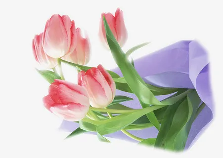 手绘艺术红色康乃馨免抠