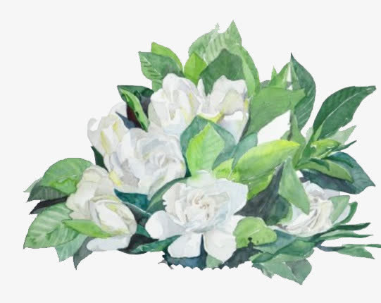 手绘栀子花免抠