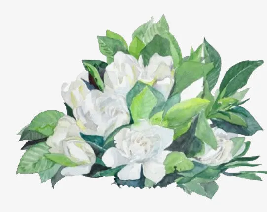 手绘栀子花免抠