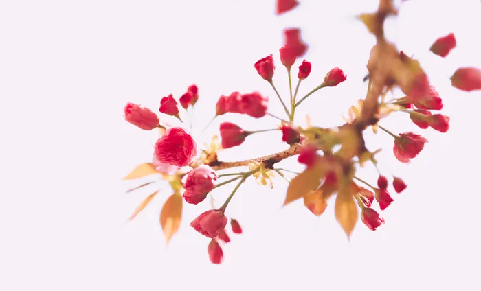 唯美清新简约春天樱花背景图之五高清